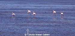 Camargue - pink flamingoes by Claudia Weber-Gebert 